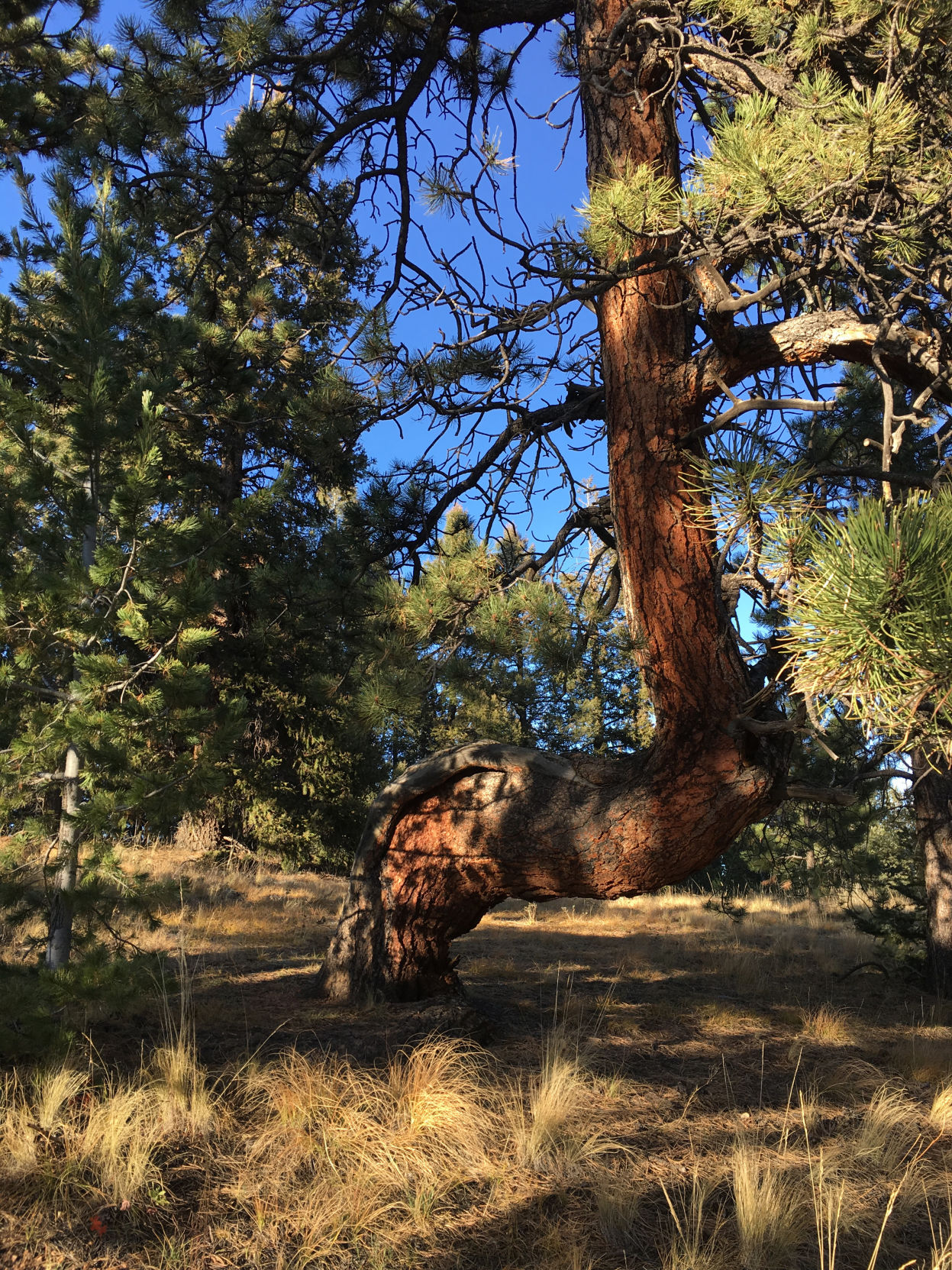 prayer trees